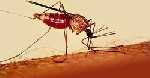 Almotamar Net - With 60 percent of Yemens population at risk of malaria, the disease represents one of the biggest health challenges for the countrys 19.7 million people. 
