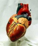 Almotamar Net - People who significantly cut back on the amount of salt in their diet could reduce their chances of developing cardiovascular disease by a quarter, according to a report on bmj.com today. 
