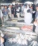 Almotamar Net - Director of the Saudi Fish Company Fahd al-Aqiban said his company will soon begin project for breeding shrimp in Yemen at a total cost of $100 million in addition to investments in marketing shrimp. 

