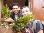 Almotamar Net - SANAA - Lunchtime in Sanaa. Offices begin to close, the crowds disappear from the ancient souqs, and restaurants hurry their last customers out: the qat is here. 