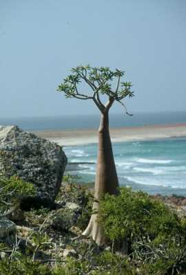 Almotamar Net - Yemens minister for Waters and Environment Abdurrahman al-Eryany said Monday a delegation from the UNESCO is expected to visit Yemen late  of this year to declare the Yemeni island Socotra  an area of world Heritage in the mid of the year 2008, considering the declaration will hold Yemen responsible for preserving the world heritage.