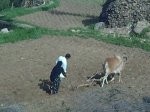 Almotamar Net - A new field study prepared by a number of researchers and academicians disclosed that 98% of women loving in the rural area of Wisab, 180km to the west of the city of Thamar, spend more than 17 hours daily in hard works inside and outside the house.