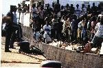 Almotamar Net - Security sources revealed Monday that the authorities of migration and passports the beginning of this week have embarked on large-scale security campaign in five Yemeni governorates to seize illegal residents in preparation for deporting them to the countries where they cam from. 