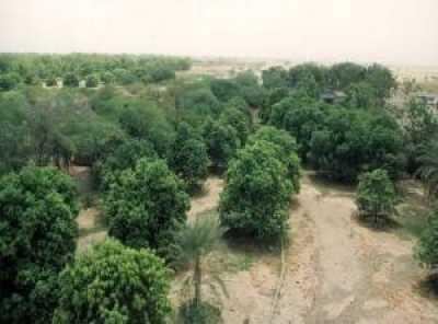 Almotamar Net - Huddeida governorate security forces arrested Saturday 4 persons accused of trespassing upon a farm of fruits and vegetables belonging to investor.

