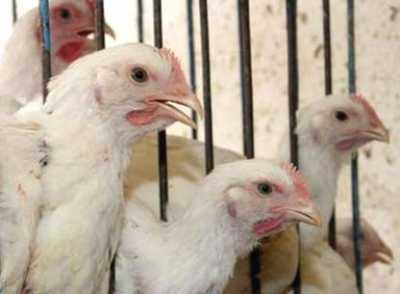 Almotamar Net - Yemens minister of agriculture and irrigation Mansour al-Haoushabi called Monday for preparation of a full plan in a weeks time to encounter any leakage of the virus of bird flu from the Kingdom of Saudi Arabia and Kuwait after the official announcement of recording positive cases of the disease. 