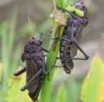 Almotamar Net - Yemen received on Sunday an in kind assistance from Saudi Arabia worth 6 million Saudi riyals. The assistance is for the National Centre for Watching and Combating the locust. 