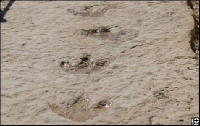 Almotamar Net - Herds of dinosaurs once wandered Arabia and have left behind some footprints in whats being called the first set of trackways discovered on the Arabian Peninsula.