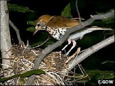 Almotamar Net - The migration routes of two species of songbirds have been tracked for the first time, say scientists. They fitted tags to wood thrushes and purple martins in the north-east of the US before the birds began their journey to central and South America. 