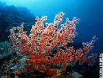المؤتمر نت - حذرت دراسة نشرت الإثنينK من أن مساحات الشعاب المرجانية في شواطئ العالم تتقلص سنويا بسبب تغيرات المناخ وارتفاع حرارة الأرض، وأن 30 في المائة فقط من شعاب المرجان في العالم لا تزال صحيحة، مقارنة بـ 41 في المائة منها منذ عامين، وأن الاحتباس الحراري للأرض يشكل التهديد ...