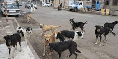 تسجيل 25 حالة وفاة بداء الكلب في 3 مدن يمنية	 