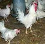 Almotamar Net - The offices of the Authority for Standardizations and Specifications prevented passing frozen chickens from the all countries affected with the virus of bird flu.
