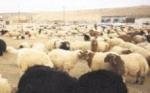 Almotamar Net - Yemen Coast Guard forces in the Red Sea on Saturday aborted an attempt of smuggling 600 sheep into Yemen via the Midi sea inlet.