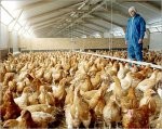 Almotamar Net - A source at the Yemeni Animal Wealth Authority revealed Thursday that the authority stopped on the Yemeni Saudi borders in the past two days three commercial shipments of Saudi chicks and prevented them from entering Yemen in precaution of being infected with bird flu disease. 