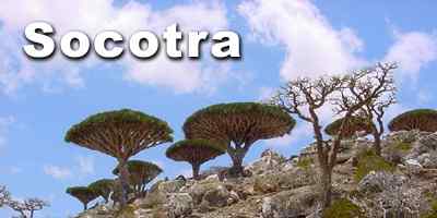   -     (Socotra)