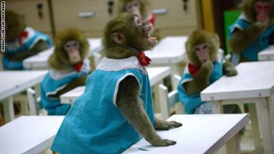 المؤتمر نت - يستعد الصينيون لاستقبال العام الجديد المسمى عام القرد ،في الثامن من شهر فبراير المقبل وذلك بحسب ما اوردته وسائل اعلام.