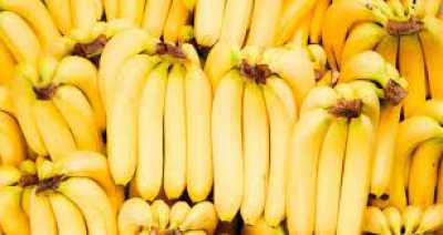 المؤتمر نت - الموز... “فاكهة ذهبية” لها فوائد صحية 