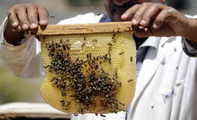 المؤتمر نت - وجدت دراسة أن مركبا في عسل النحل يمكن أن يدمر خلايا سرطان الثدي في غضون 60 دقيقة